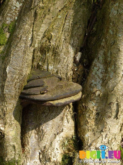 FZ004232 Tinder fungus (Fomes fomentarius) on old oak tree